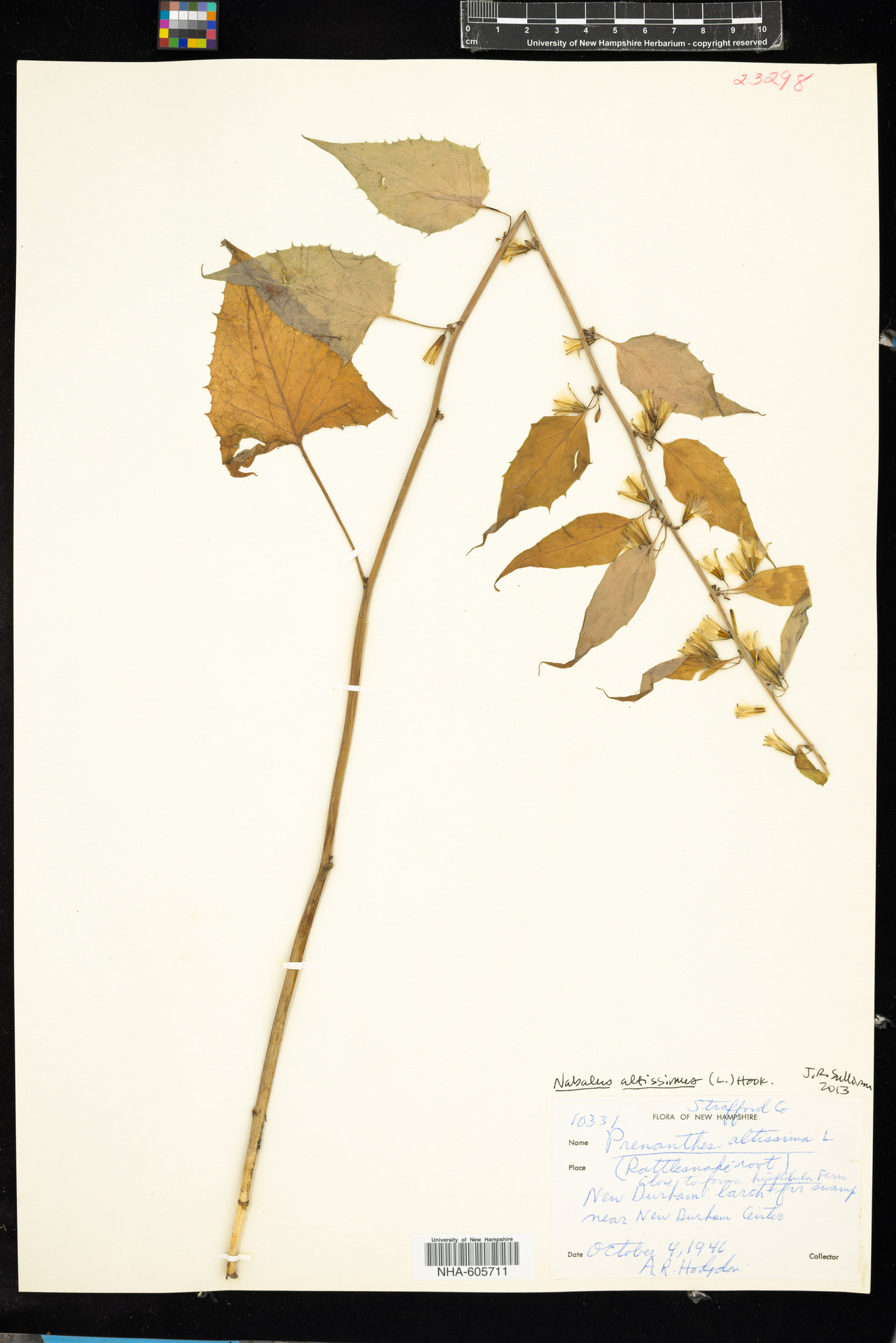 Prenanthes altissima image