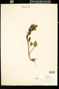 Prenanthes boottii image