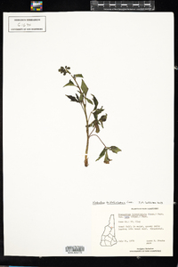 Prenanthes trifoliolata image