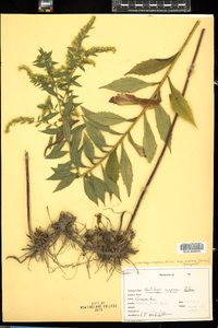 Solidago rugosa ssp. aspera image