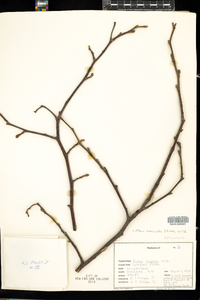 Alnus serrulata image