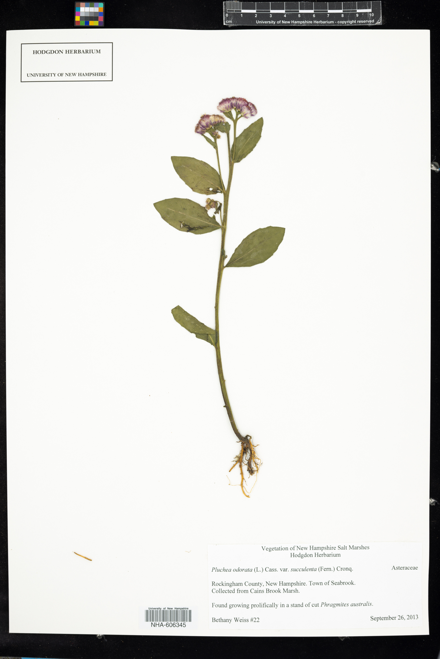 Pluchea odorata var. succulenta image