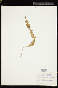 Tmesipteris tannensis image