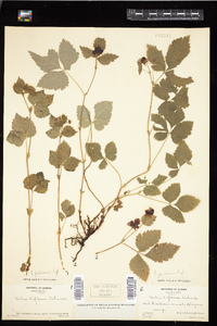 Rubus pubescens image