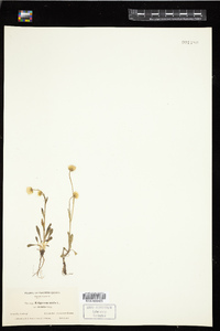 Erigeron acris ssp. debilis image