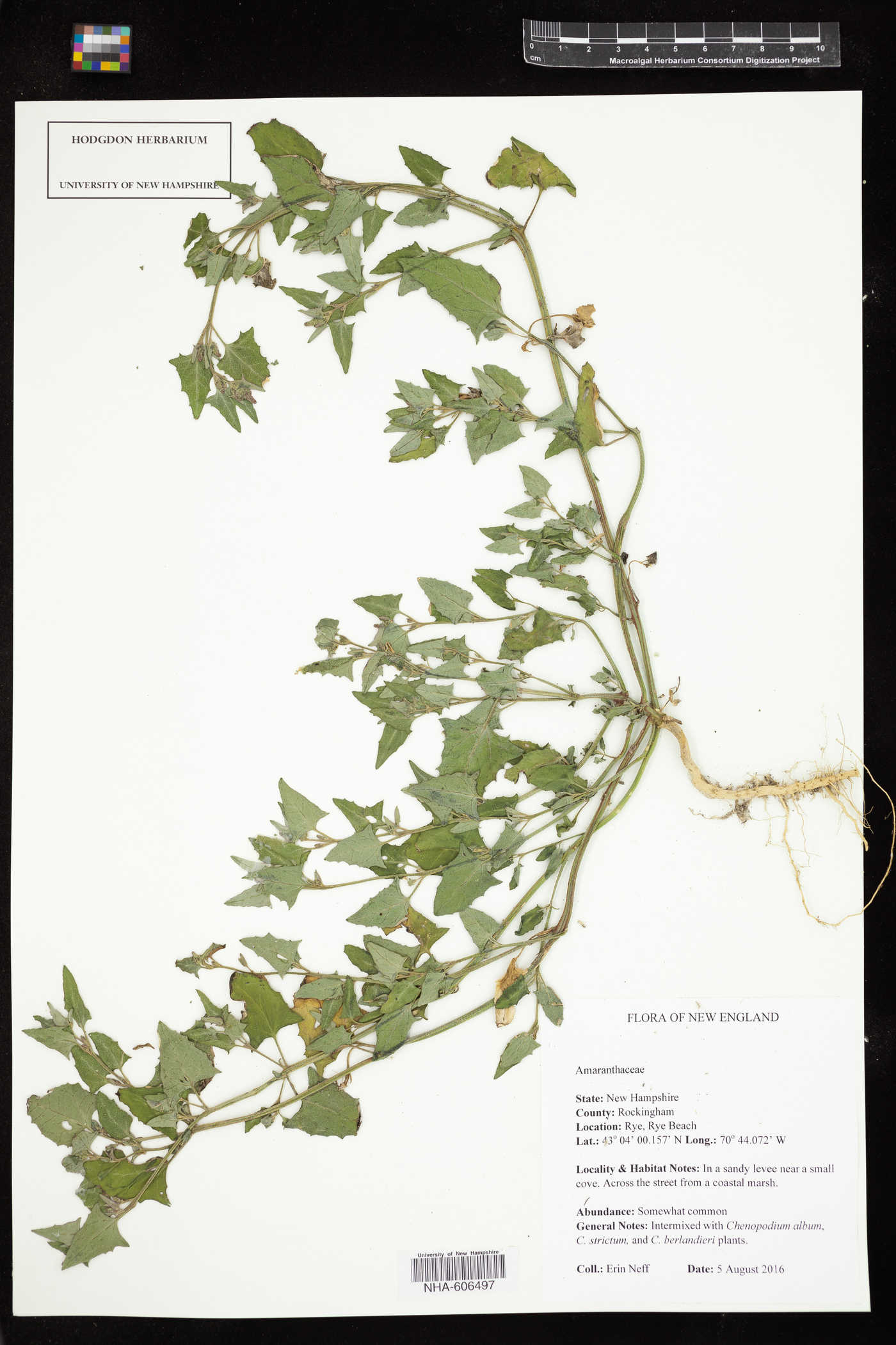 Atriplex glabriuscula var. acadiensis image