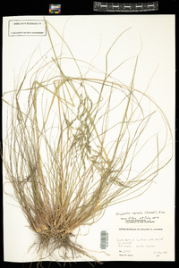 Eragrostis curvula image