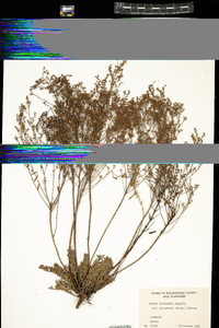 Lechea intermedia var. juniperina image