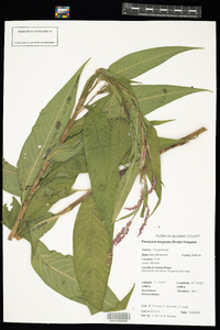 Polygonum cespitosum var. longisetum image