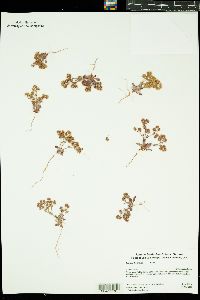 Image of Chorizanthe diffusa