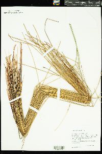 Eleocharis palustris var. vigens image
