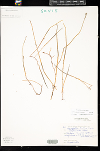 Myriophyllum tenellum image