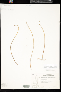 Myriophyllum tenellum image