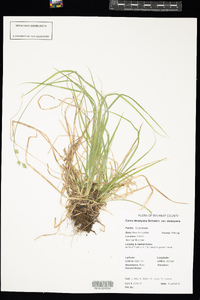 Carex deweyana var. deweyana image