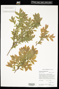 Vaccinium myrtilloides image