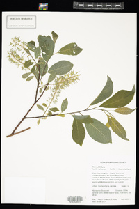 Image of Salix bebbii