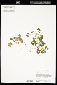 Oxalis stricta image