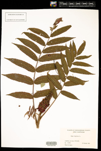 Rhus typhina image