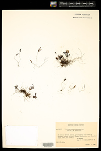 Trichomanes dactylites image