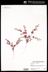 Image of Mucronea perfoliata