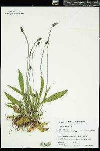 Plantago lanceolata image