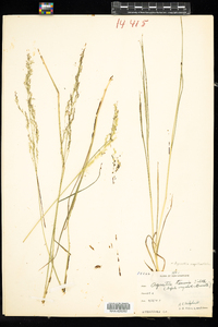 Agrostis capillaris image