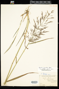 Agrostis gigantea image