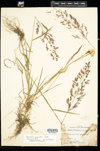 Agrostis gigantea image