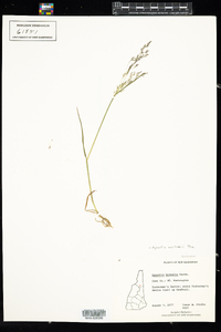 Agrostis mertensii image