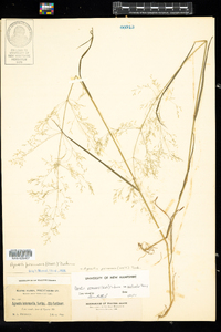 Agrostis perennans image