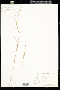 Agrostis perennans image