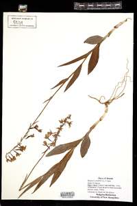 Epipactis palustris image