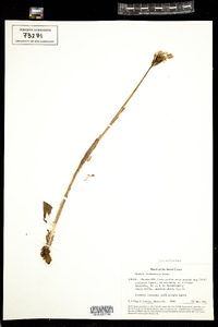 Neotinea tridentata image