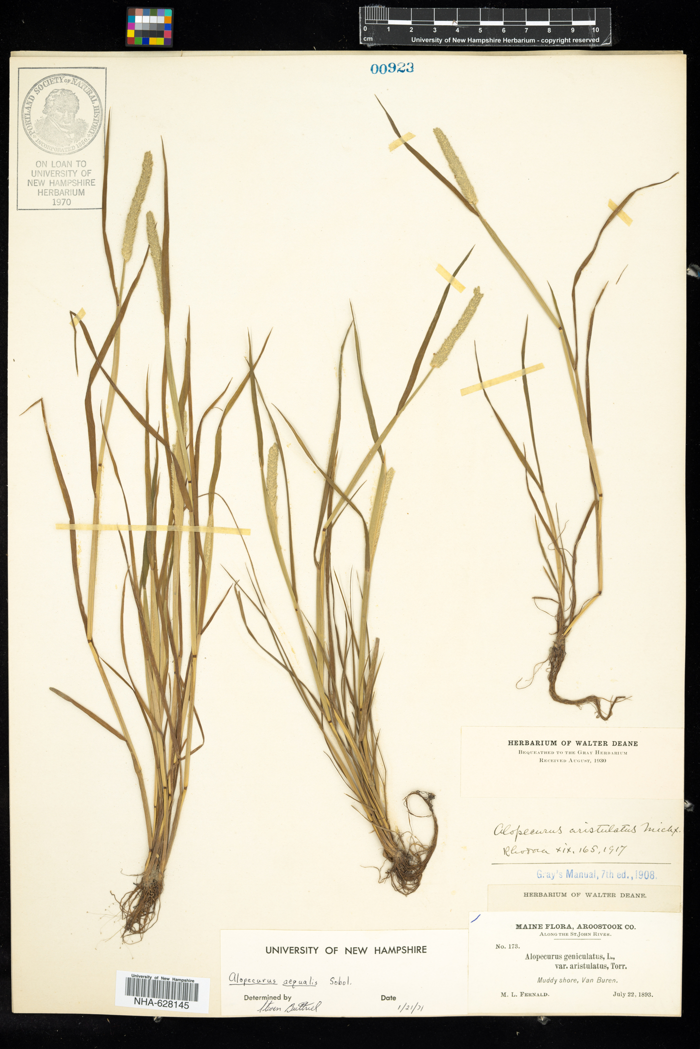 Alopecurus aequalis image