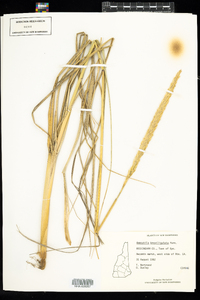 Ammophila breviligulata image