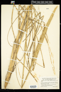 Ammophila breviligulata image