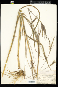 Andropogon gerardii image