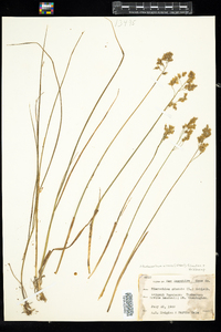 Hierochloe odorata image