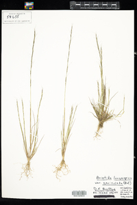 Aristida longespica var. geniculata image