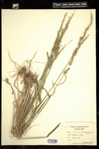 Image of Beckmannia eruciformis