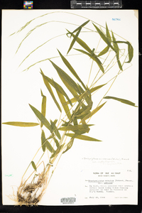 Brachyelytrum aristosum image