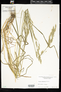 Bromus racemosus image