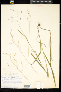 Bromus ciliatus image