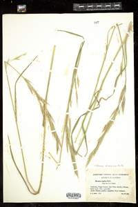 Image of Bromus diandrus