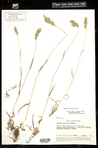 Bromus hordeaceus image