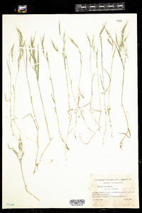 Bromus tectorum image