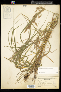 Calamagrostis canadensis image