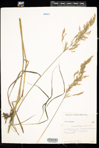 Calamagrostis canadensis image