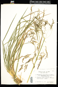 Deschampsia cespitosa image