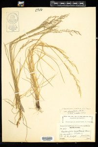 Deschampsia cespitosa image